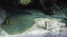stingray diving in cyprus